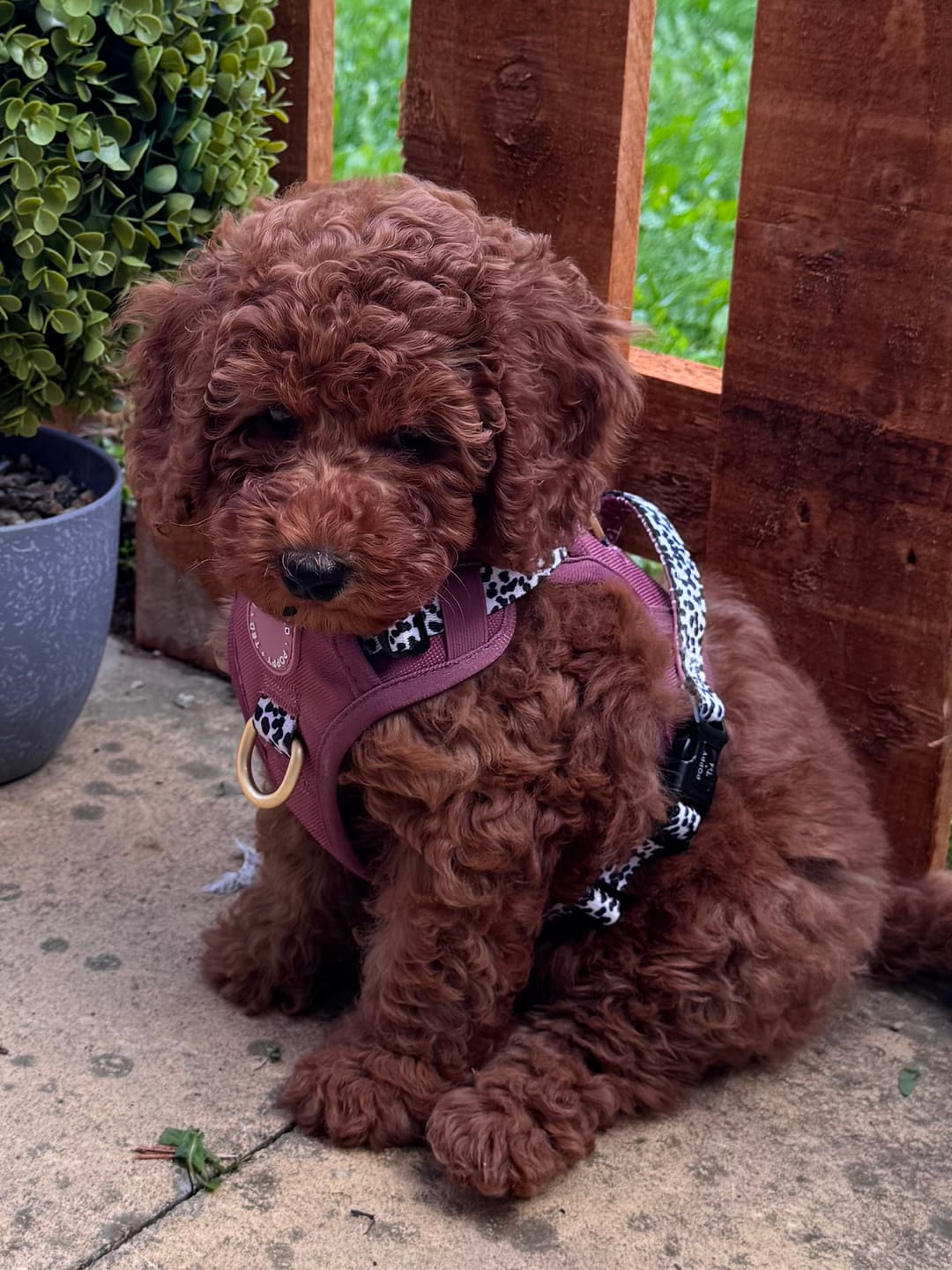 Customer photo review of Luxe Collection | 3-Click Tough Harness | Berry Dalmatian