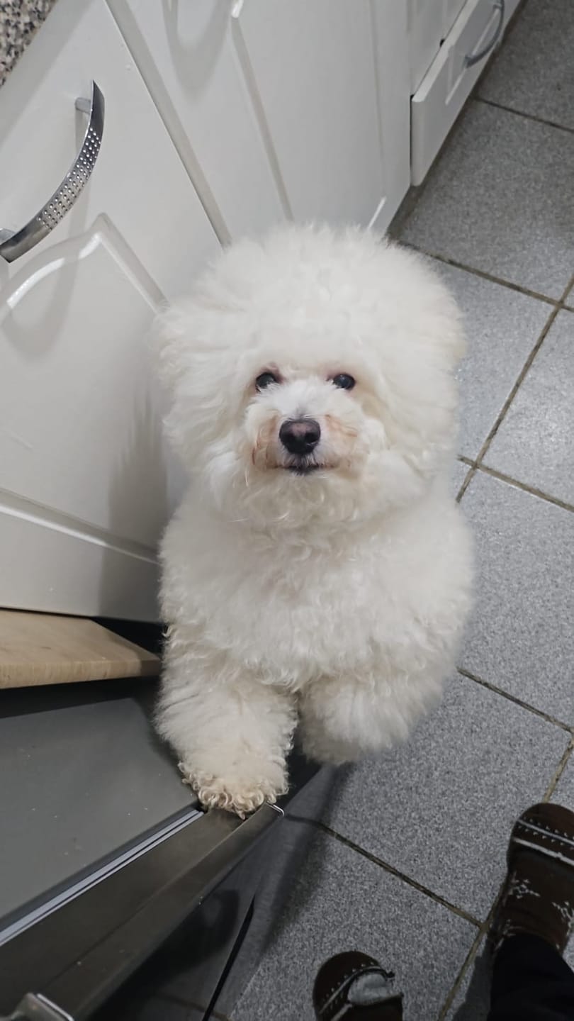 Customer photo review of Alimento Perro Adulto Toda Raza Proteína Insectos (Copia SM)