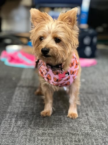 Customer photo review of Adjustable Dog Harness - Winging it