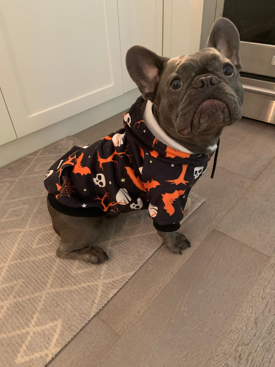 Customer photo review of Halloween Dog Hoodie - Black