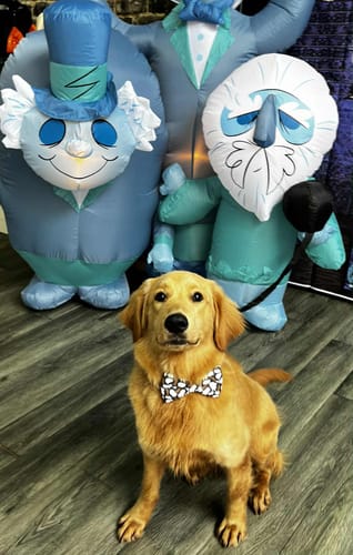 Customer photo review of Halloween Dog Bow Tie for Dog Collar – Spooky Ghost Pet Costume Accessory