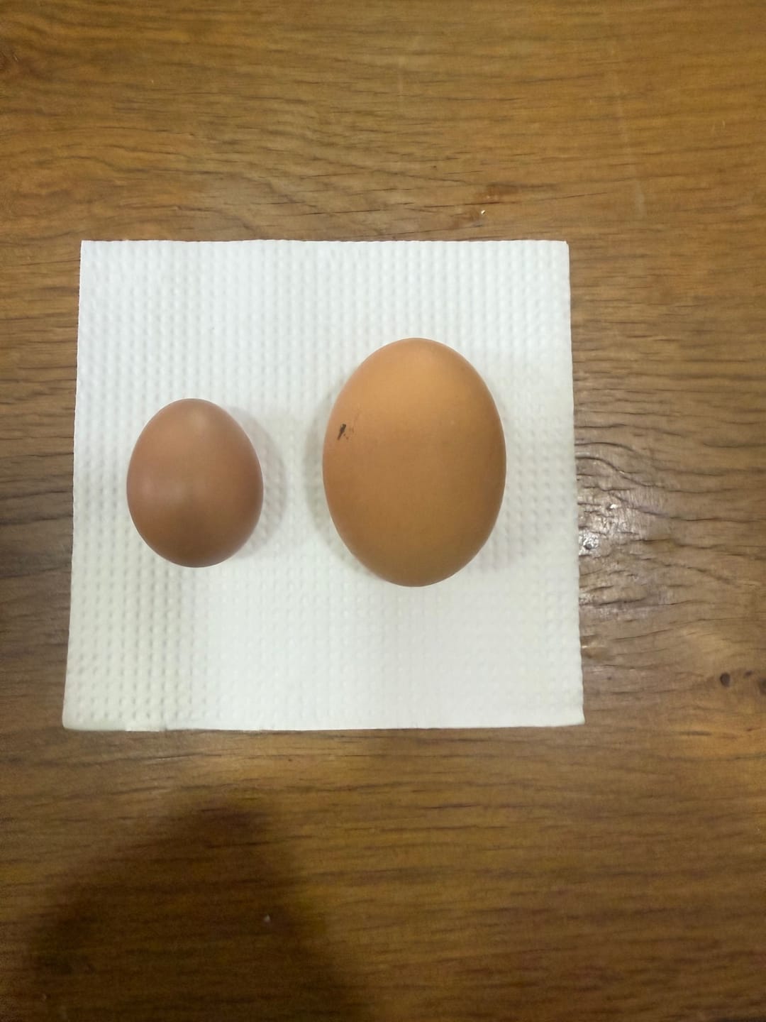 Customer photo review of Avi Layer & Breeder (Fertility, Egg Quality & Skeletal Support for All Birds)