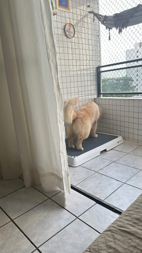 Customer photo review of Weasy Cão | Banheiro inteligente para cachorro