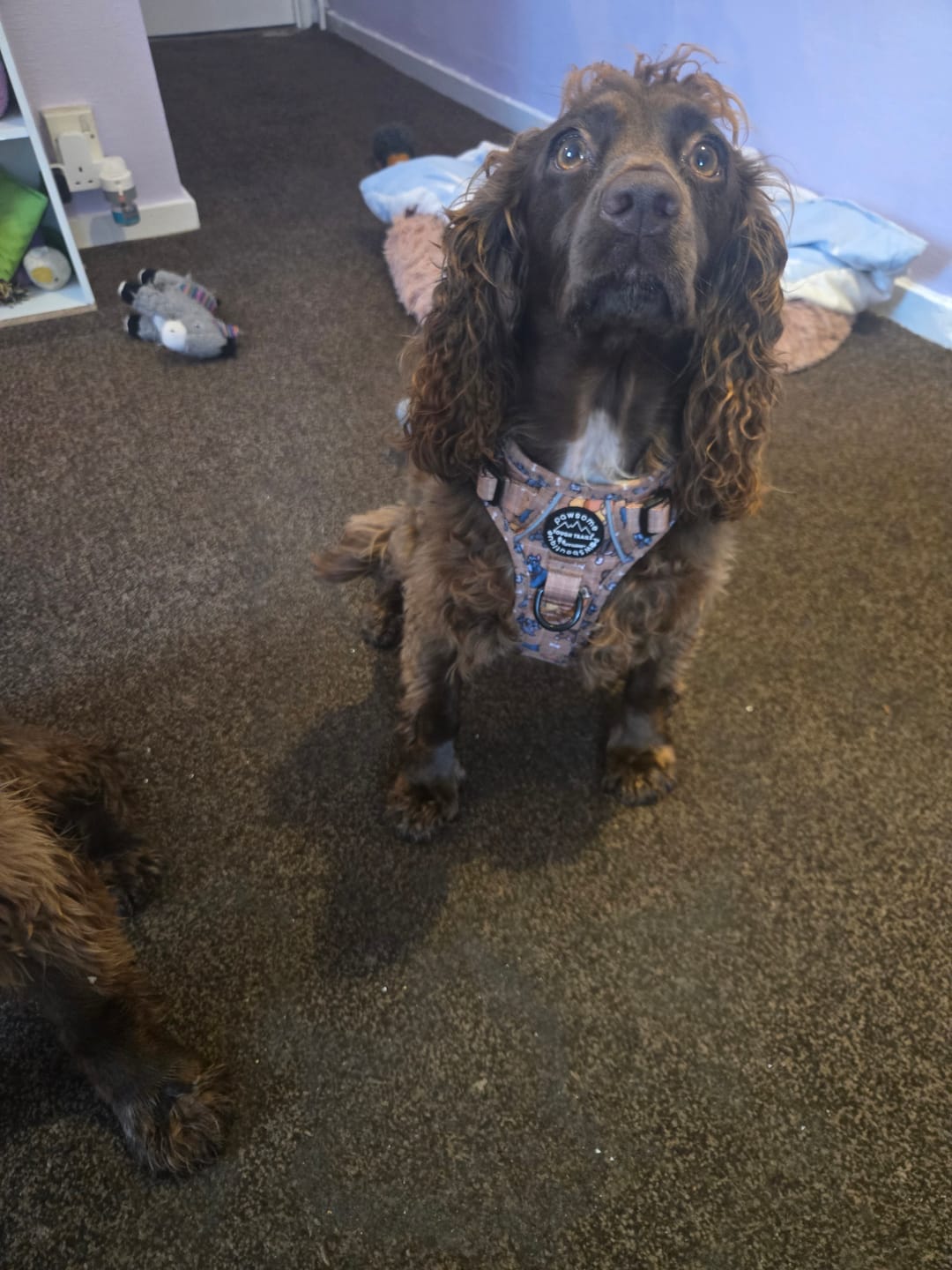Customer photo review of Disney© Tough Trails™ Harness - Disney Dogs