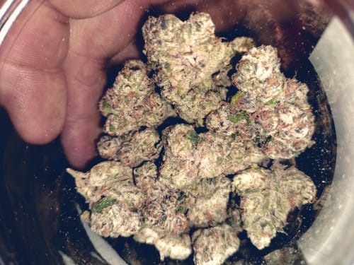 Customer photo review of boutique exotics choice, Yuzu Cherries - Bulk- Hybrid