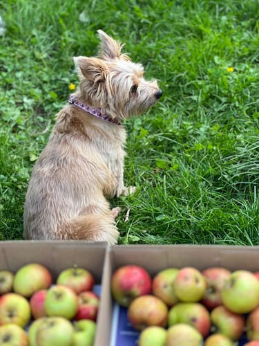 Customer photo review of Collar - Winging It