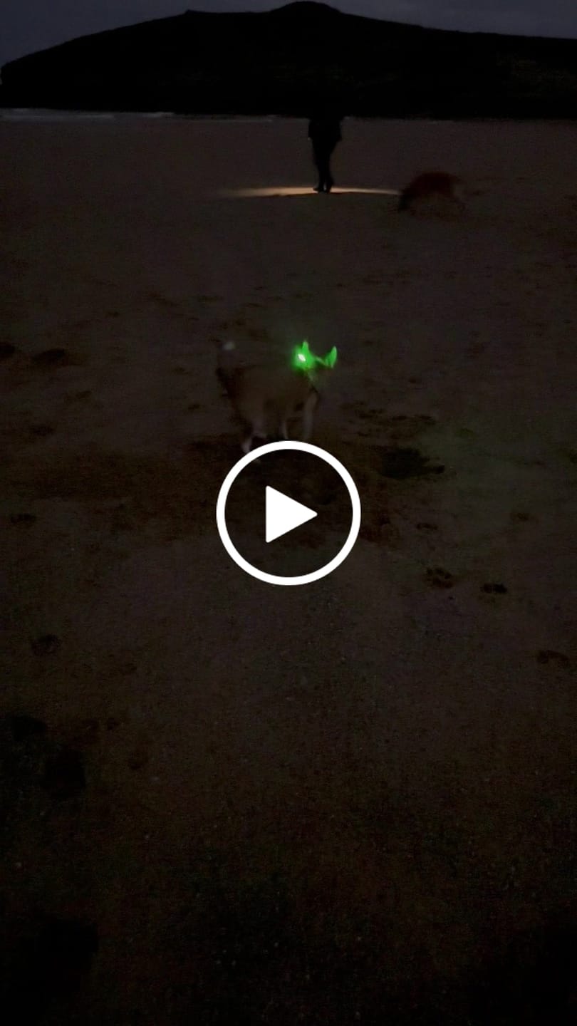 Customer video review of TrekBright® Dog Safety Light