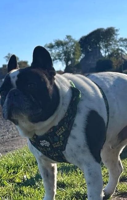 Customer photo review of Bit of a prick harness