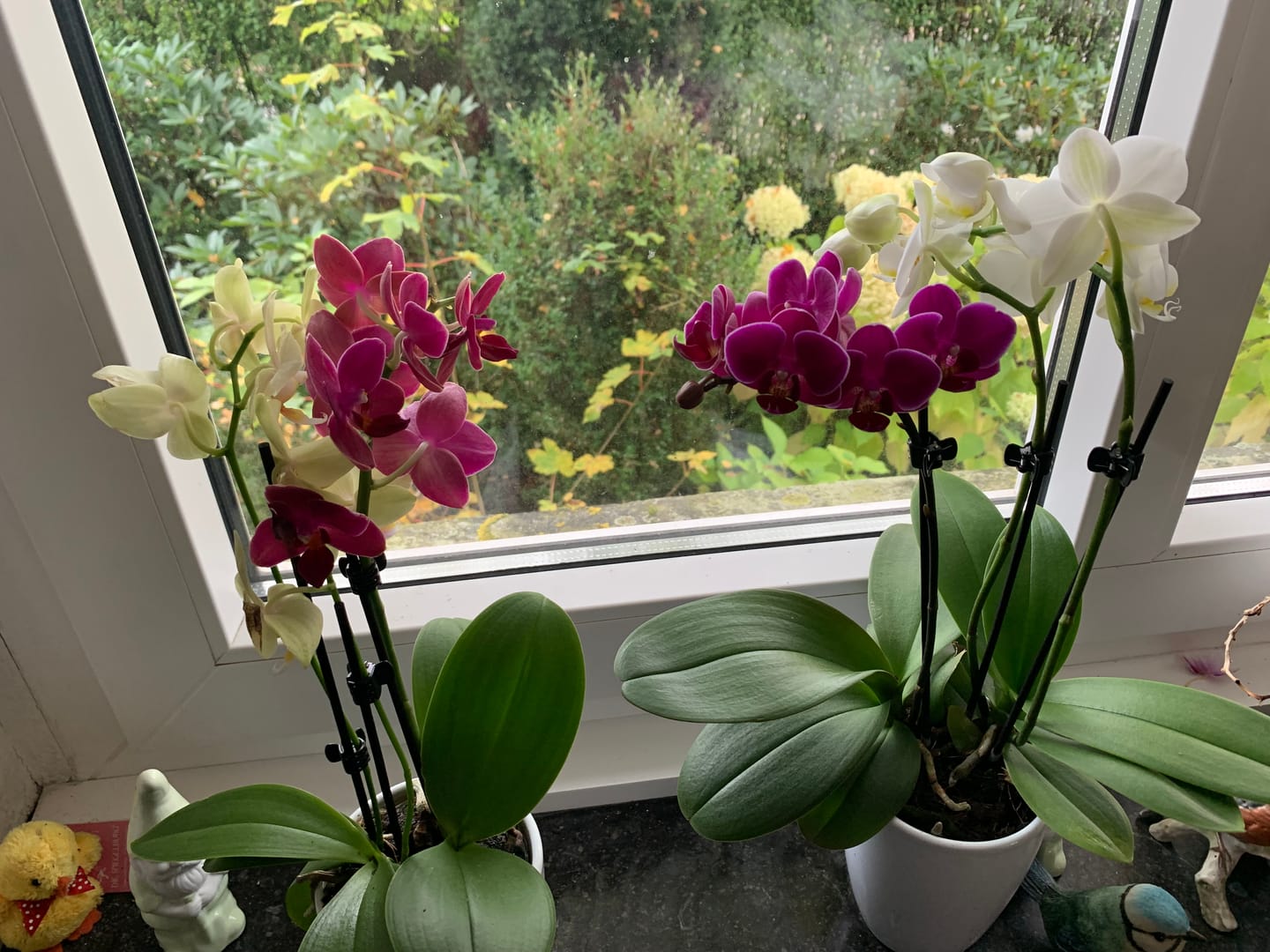 Customer photo review of Cocktail Orchideen im 2er Set mit 3+ Rispen inkl. Keramik