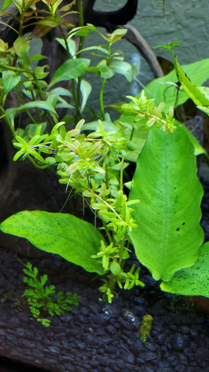 Customer photo review of Rotala Rotundifolia