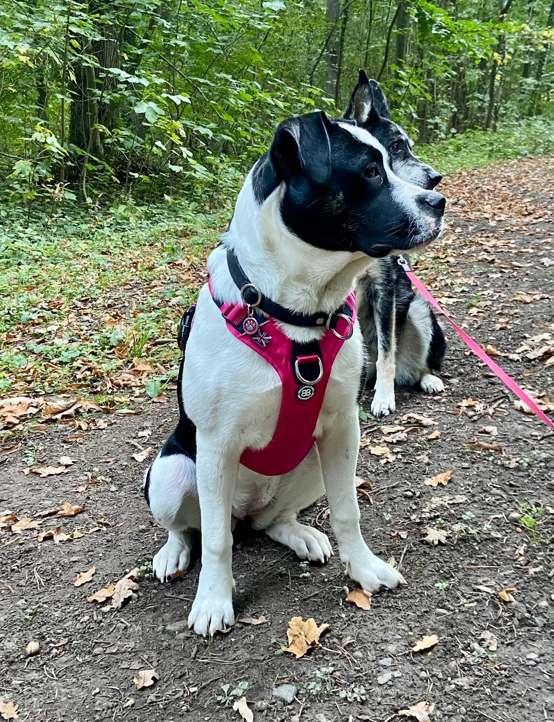 Customer photo review of Anti Pull Harness | With Handle & Lighter | Hurricane Harness - Carminerose