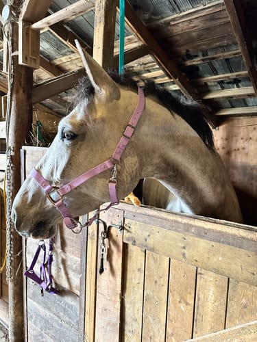 Customer photo review of iCavalos - Horse halter (7 Days)