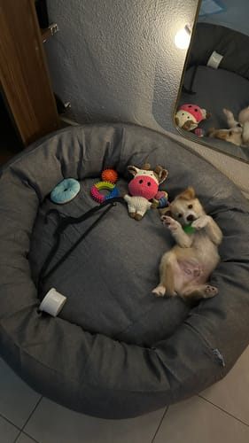 Customer photo review of Cama Antiestrés para Perros