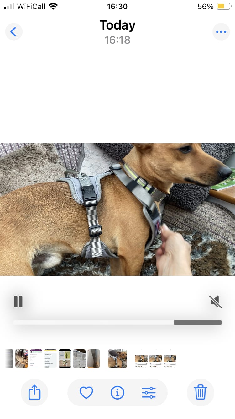 Customer photo review of Anti Pull Hurricane Harness Lighter | With Handle - Grey