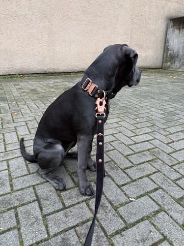 Customer photo review of Extreme Rose Buckle Svart - Starkt och säkert halsband