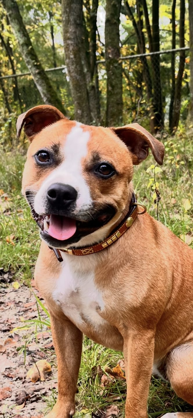 Customer photo review of Staffordshire Bull Terrier 1935® Show Collar & Leash Set - Eik's Champion Edition - Cognac & Gold