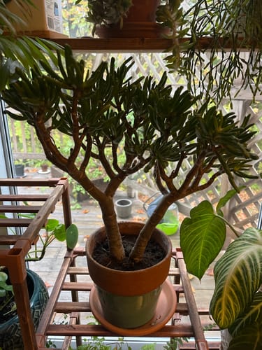 Amanda S. review of Plant Food image 1 out of 1