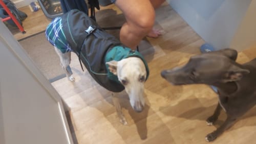 Customer photo review of Felton - Sighthound Coat with Underbelly and Harness Hole