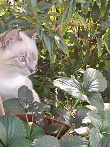 Avis photo d'un client sur Coffret Découverte Chaton - 1kg Croquettes + 8 Pâtées + 3 probiotiques