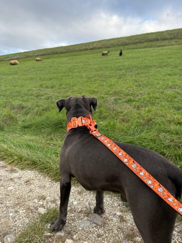 Customer photo review of 1.2m Lighter Swivel Combat Lead | Anti-Tangle & Secure Clip - Halloween BooBillows