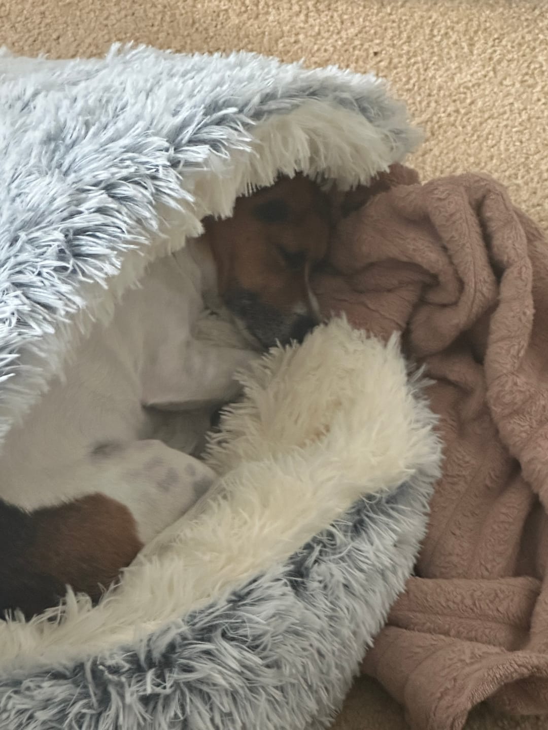 Customer photo review of Snuggle Cave