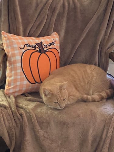 Customer photo review of F*ck Trump Fall Pumpkin Accent Pillow Cover