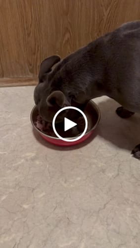 Customer video review of Frischfutter für Energiebedarf von 826 kCal/Tag