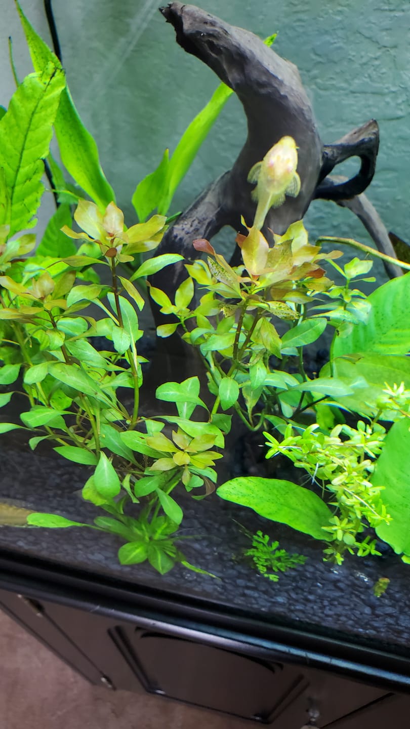 Customer photo review of Cardinal Plant (Lobelia Cardinalis)