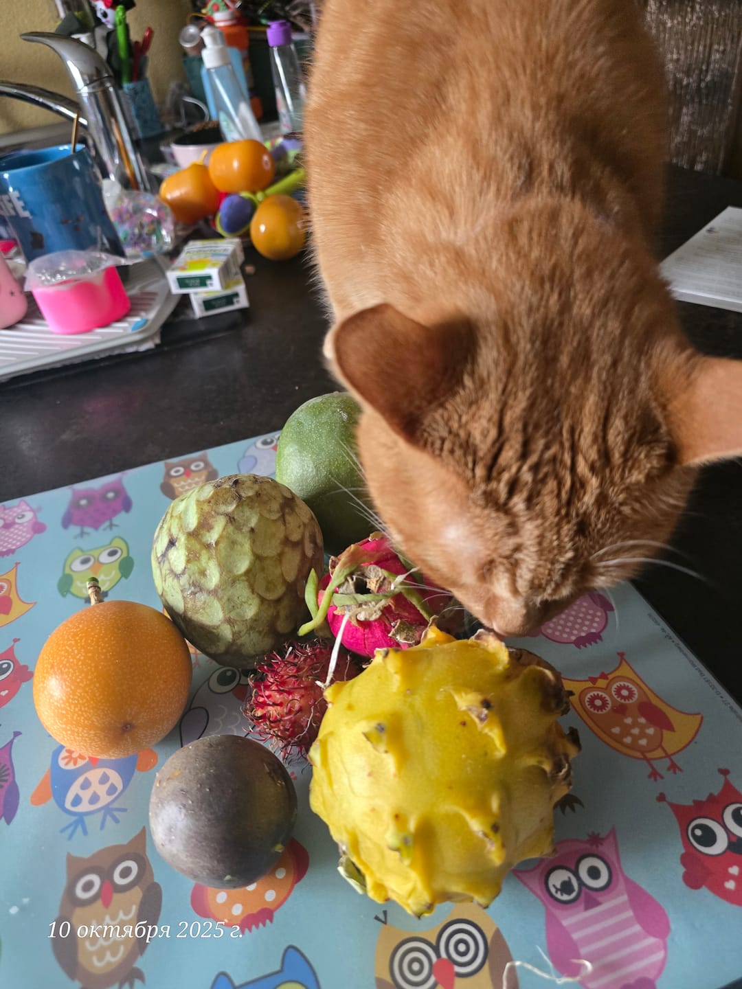 Customer photo review of Probierbox "Exotische Früchte"