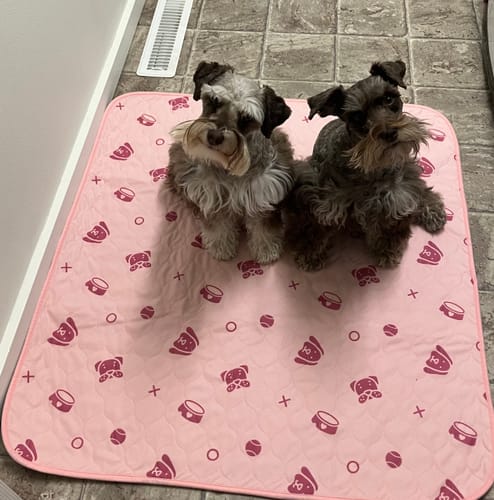 Customer photo review of Potty Buddy™ - The Durable Leak-Free Potty Pad