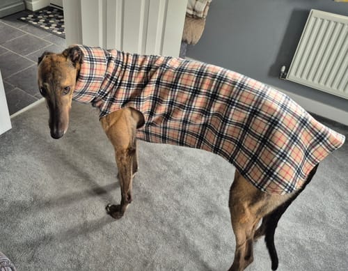 Customer photo review of Sighthound Sleeveless Fleece Sweater / Pullover / Jumper / Pyjamas