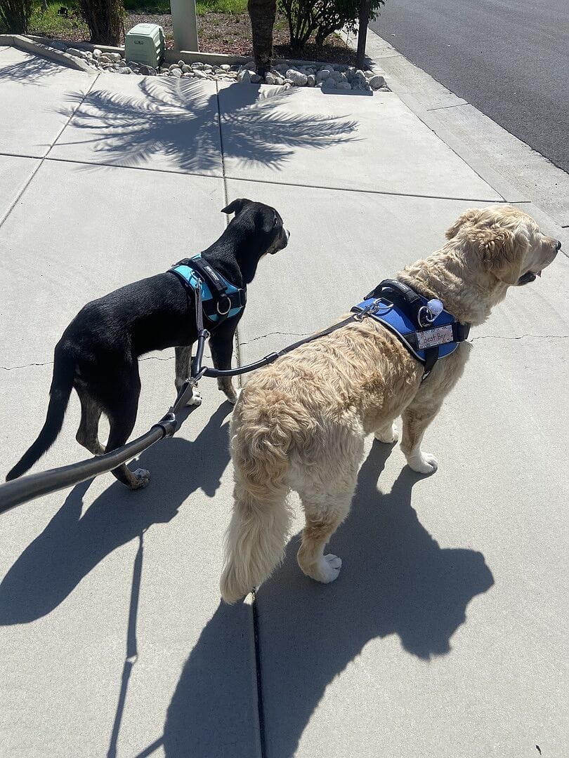 Customer photo review of WUNDERleash – The Original No-Pull Dog Leash