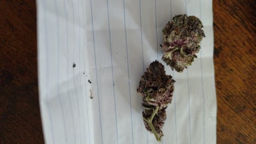 Customer photo review of Purple Trainwreck Indoor  - 28 Grams - Sativa