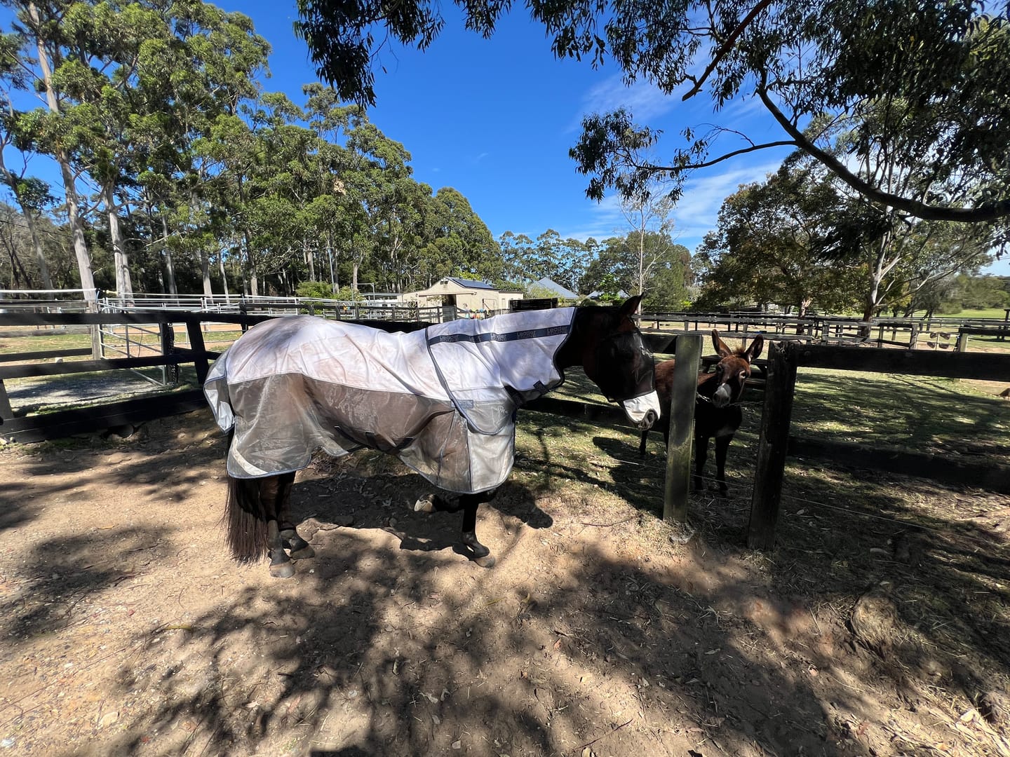 Customer photo review of LE Breeze Summer Sheet with Fieldsafe Front