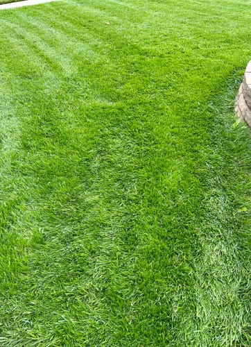 Customer photo review of GCI Turf Type Tall fescue Grass Seed