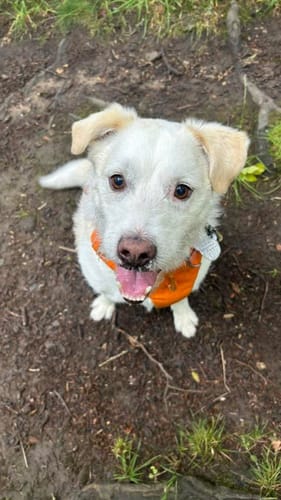 Customer photo review of Soothing Ear Wipes for Dogs 100 Pre-soaked & Biodegradable Wipes