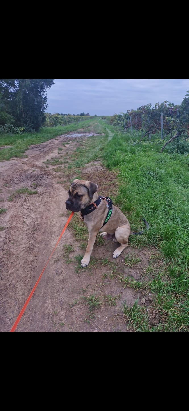 Customer photo review of Hundsele med namn