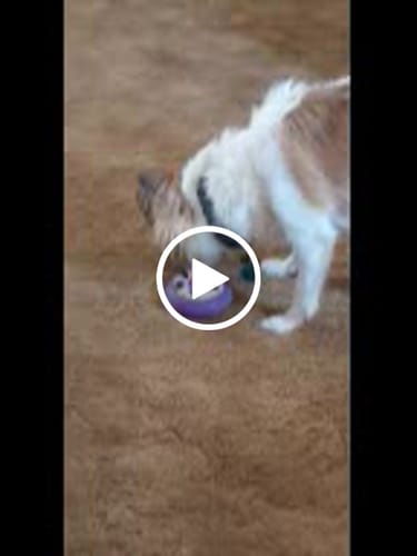 Customer video review of Freez Doughnut - Super Durable Treat Toy