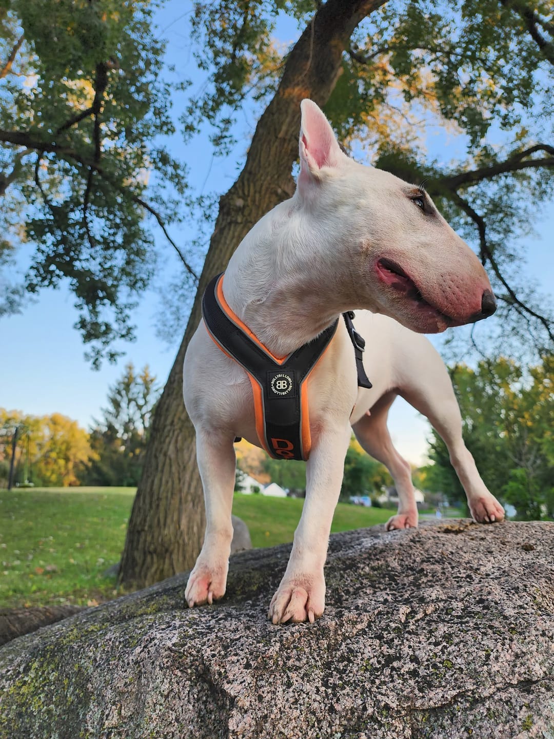 Customer photo review of Slip on Harness | Foam Padded - Black x Yellow
