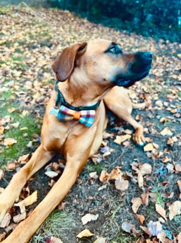 Customer photo review of Fall Plaid Dog Bow Tie for Dog Collar and Cat Collar- Orange & Blue