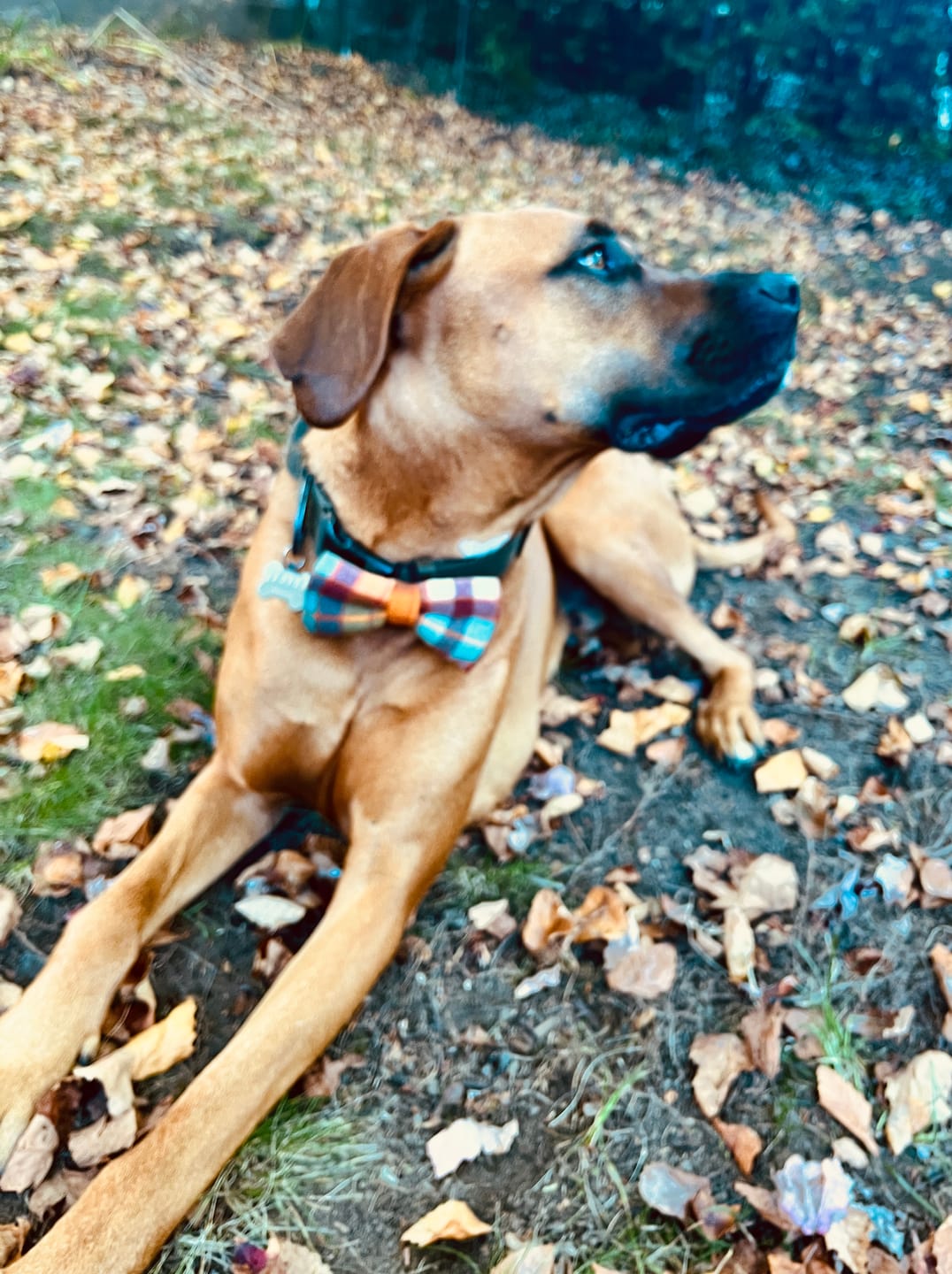 Customer photo review of Fall Plaid Dog Bow Tie for Dog Collar and Cat Collar- Orange & Blue
