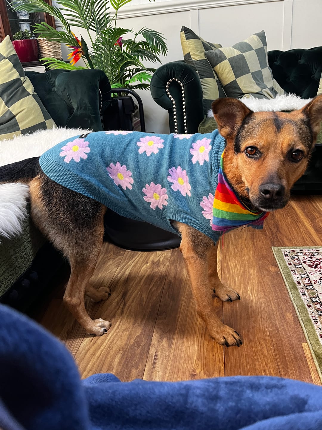 Customer photo review of Flower Knit Dog Sweater