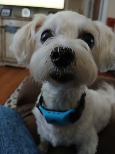 Customer photo review of FurLife™ - 12 Months All Natural Flea and Tick Tags for Dogs