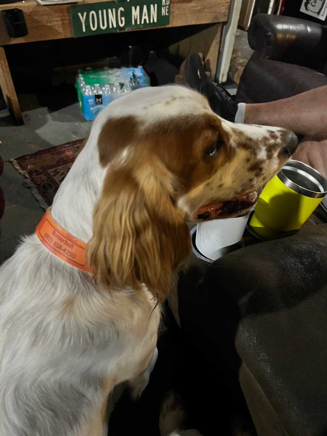 Customer photo review of CP - Hunter Orange Camo Dog Collar