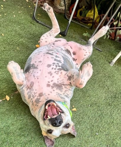 Customer photo review of Librela®