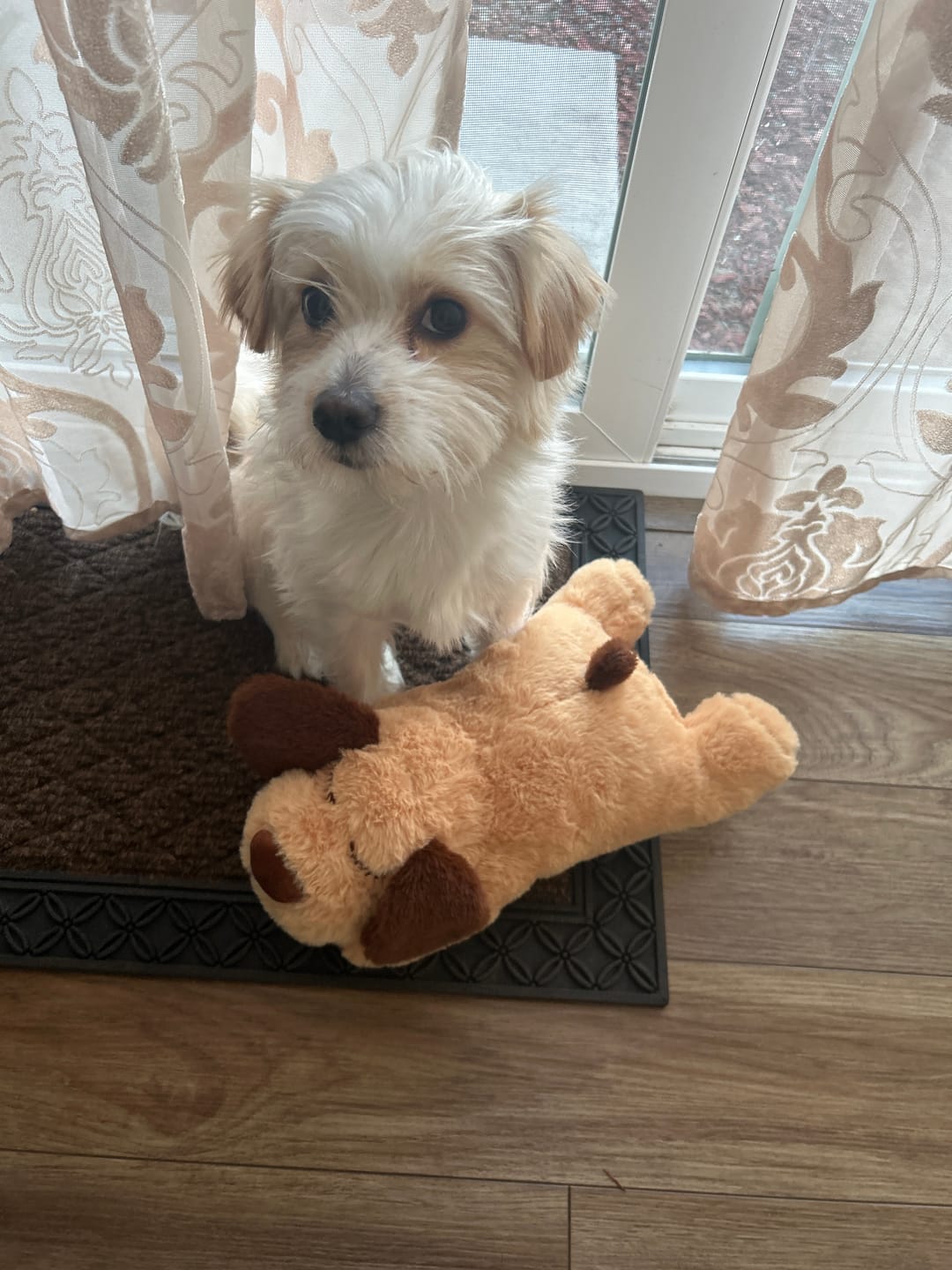 Customer photo review of Peluche Antiestrés para Mascotas