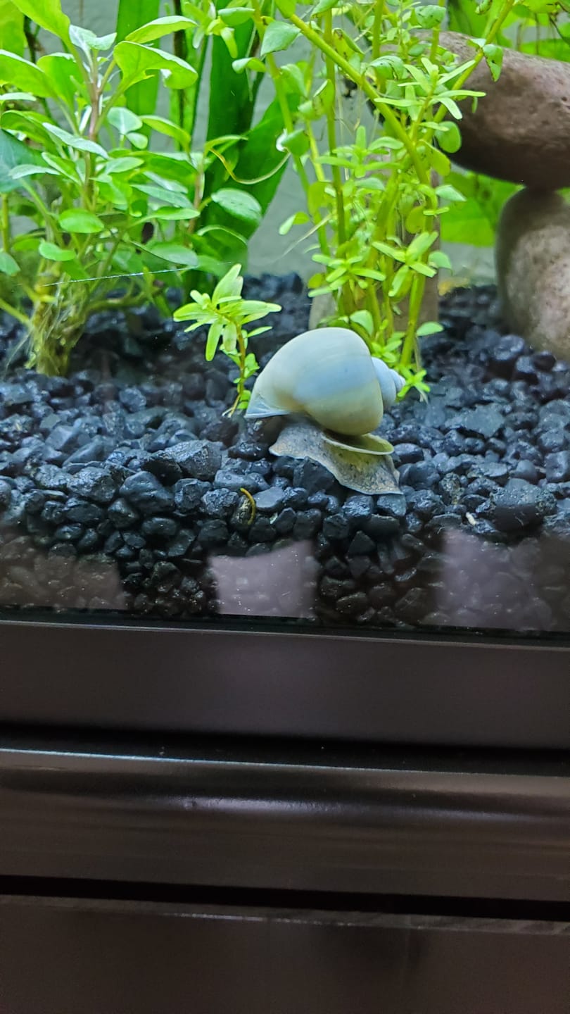 Customer photo review of Blue Mystery Snail