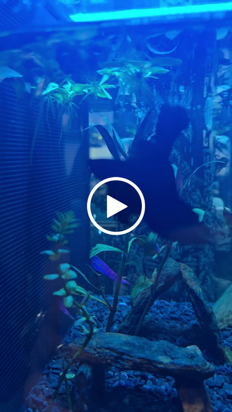 Customer video review of Super Black Halfmoon Male Betta Fish