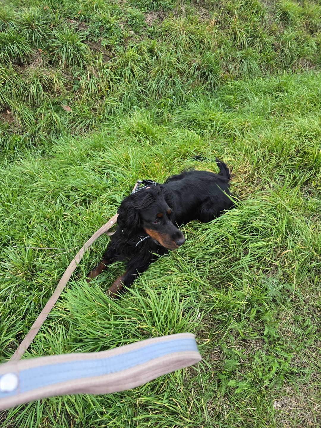 Customer photo review of Smycz z odblaskiem - Guard Leash Safe Beżowa