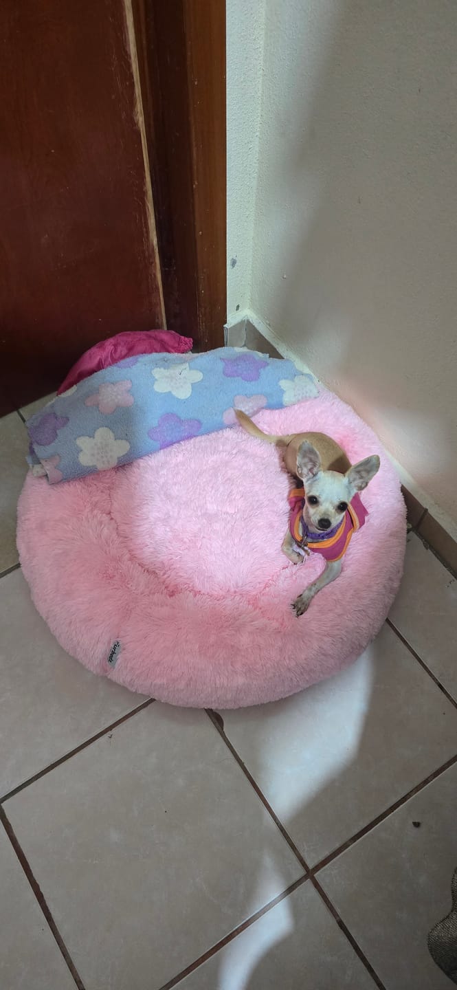 Customer photo review of Funda Original para Cama Antiestrés para Perros